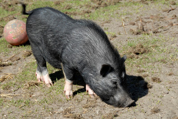 Swine or pin is playing with the ball