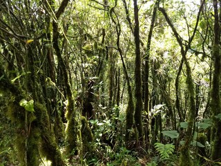 Fototapeta premium Bosque con arboles llenos de musgo 