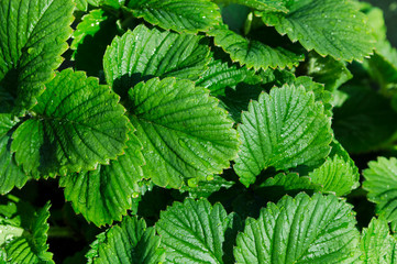 Fototapeta na wymiar green strawberry leaves close up