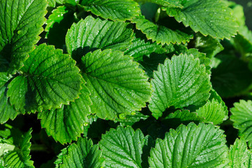 green strawberry leaves close up