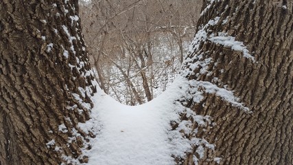  one tree - two trunks