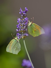 Papillons jaunes Citron de Provence entrain de butiner une fleur de lavande au printemps.