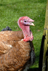 Turkey on the farm