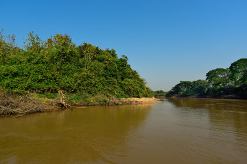 Fototapeta na wymiar Pantanal forest ecosystem, Mato Grosso, Brazil