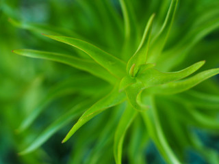 Abstract green plant