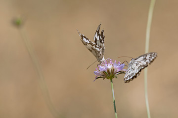 Demi-deuil papillon