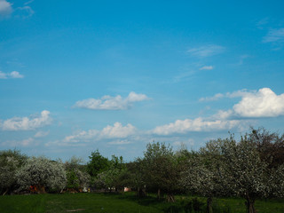 Blue sky over a blossoming orchard