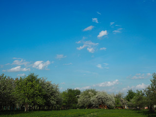 Spring sky over a flowering orchard