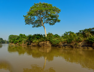 Pantanal forest ecosystem, Mato Grosso, Brazil