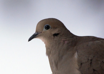 Mourning Dove in forest