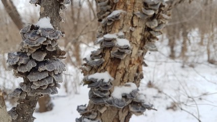  Mushrooms in the winter on a tree 2