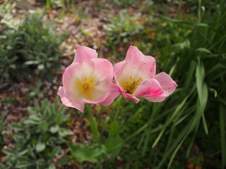 Fototapeta premium 春の花