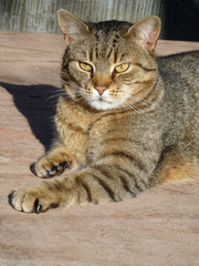 Getigerter Kater fokussiert