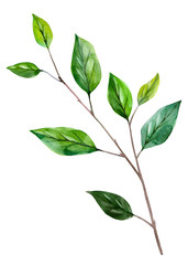 Lemon branch. Handdrawn watercolor illustration of plants. Object isolated.  Element for design of greeting cards, invitations for weddings, holidays.