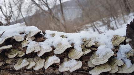  Forest, mushrooms, winter