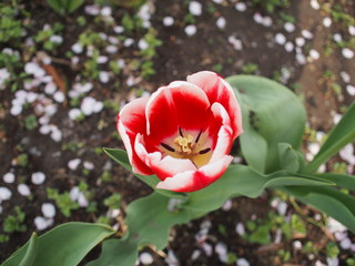 Obraz premium 春の花