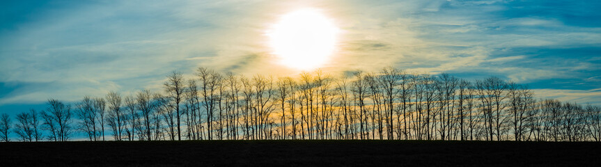Fototapeta premium Sunrise Over a Row of Trees