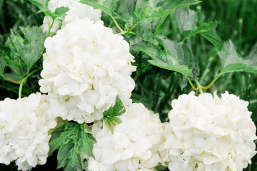 Cream colored hydrangea large bud