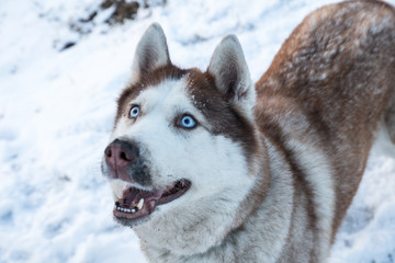 husky dog with blue eyes in the snowy winter park, close up