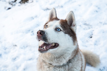 husky dog with blue eyes in the snowy winter park, close up © AlexR