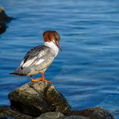 Common Merganser (Mergus merganser)