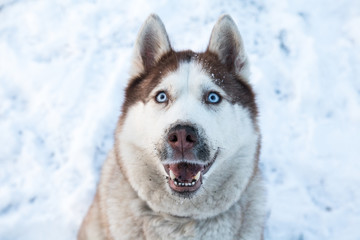 husky dog with blue eyes in the snowy winter park, close up