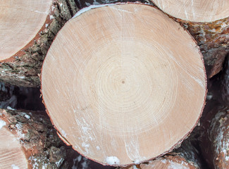 trunk cut tree
