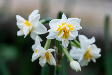 Fototapeta premium Narcissus flower. Narcissus Daffodil flowers and green leaves