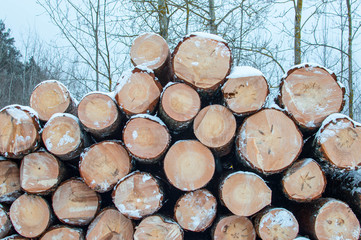 Fototapeta premium logs are stored in the forest under the snow