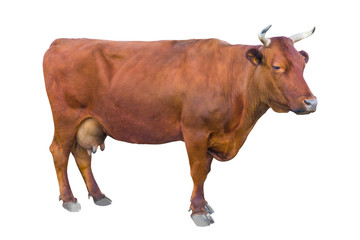 cow isolated