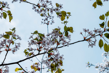 A branch of an apple tree with white flowers. Blooming apple orchard. Concept of spring, growth and awakening.