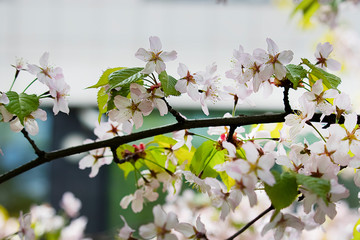 A branch of an apple tree with white flowers. Blooming apple orchard. Concept of spring, growth and awakening.