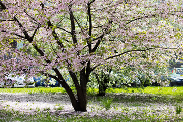 Naklejka premium A branch of an apple tree with white flowers. Blooming apple orchard. Concept of spring, growth and awakening.