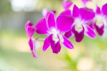 Fresh crisp Purple Orchids Blooms with Micro greens. Fresh salad ingredients.
