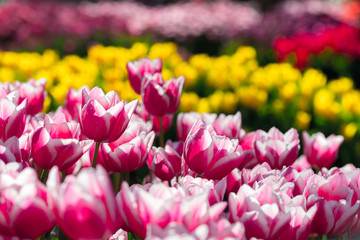 Tulips flowers field in spring Netherlands park. Nature photography