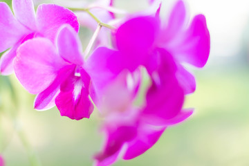 Fresh crisp Purple Orchids Blooms with Micro greens. Fresh salad ingredients.