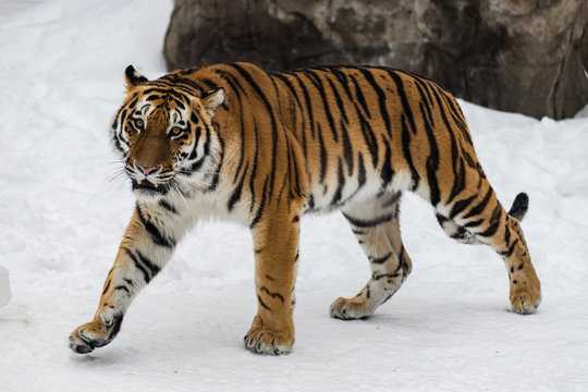 The Amur Tiger