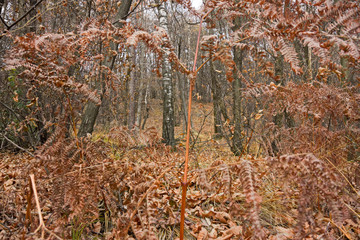 Panoramic view of a forest path on an winter afternoon.