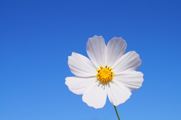 Cosmos flower fall Autumn