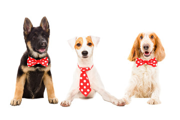 Three funny dogs in red ties isolated on white background