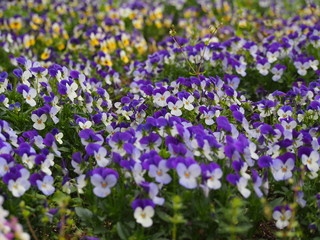 Obraz premium 春の花