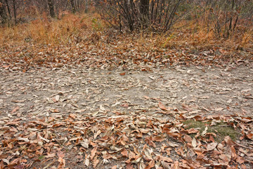 Panoramic view of a forest path on an winter afternoon.