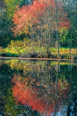 Herbstliche Spiegelung von Herbstb&auml;umen mit roten Bl&auml;ttern auf der Wasseroberfl&auml;che eines Sees