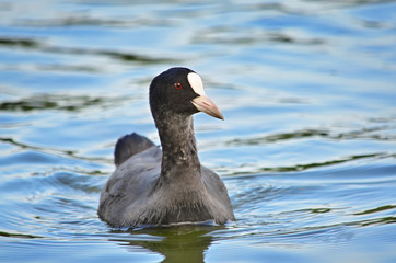Eurasian coot swimming in the water. Fulica atra in their natural habitat. Fauna of Ukraine. Closeup.