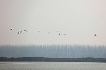 swan