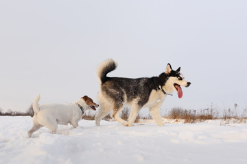 Fototapeta na wymiar Siberian husky and jack russel terrier dogs playing on winter field. Happy puppys in fluffy snow. Animal photography