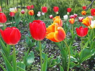 Obraz premium 春の花