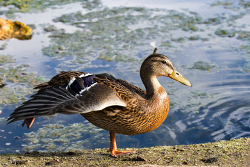 Stockente 2