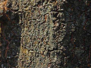 Selective focus of tree skin texture during a day time.