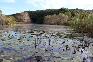 Large pond lined with trees and shrubs with water lilies in the foreground.